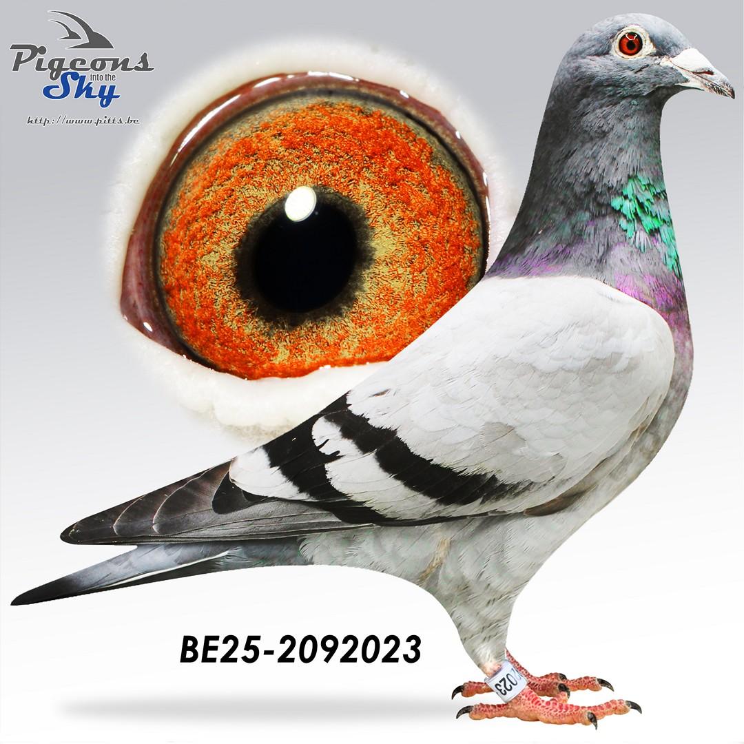 Kleinzoon Porsche 911 x Dochter kleinzoon Kaasboer 