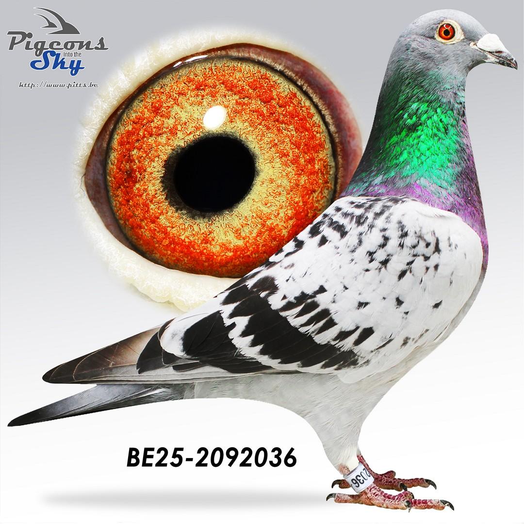 Zoon uit kleinzoon Kaasboer x Dochter uit zus New Kim 