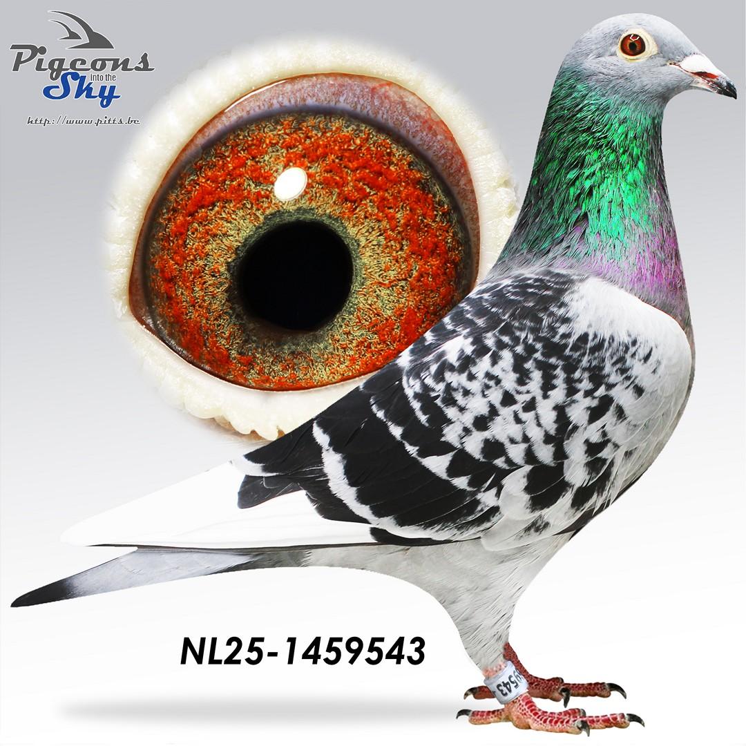 Polder 889 x Dochter Juweeltje 