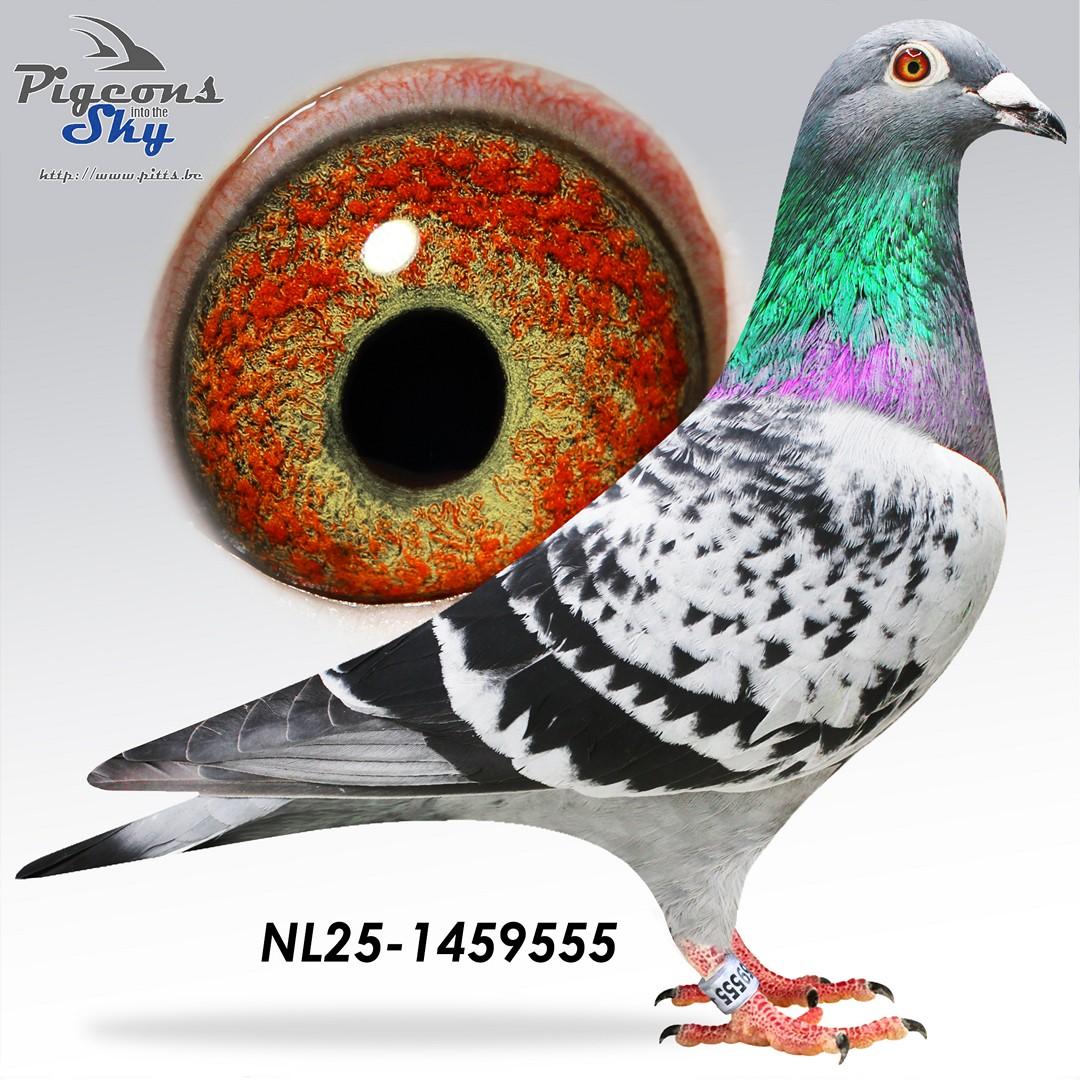 Polder 889 x Dochter Juweeltje