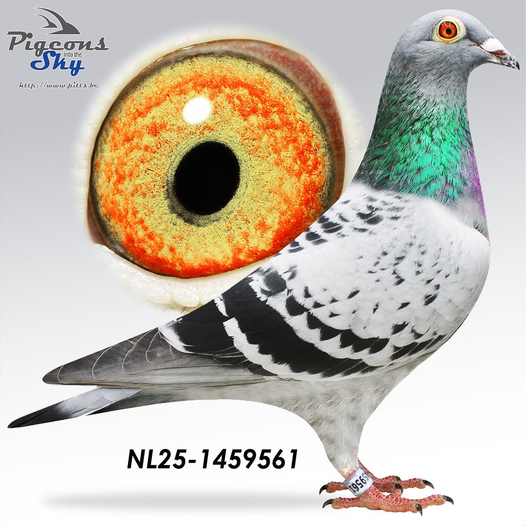 Zoon Perpignan x Dochter Moeder Overste 