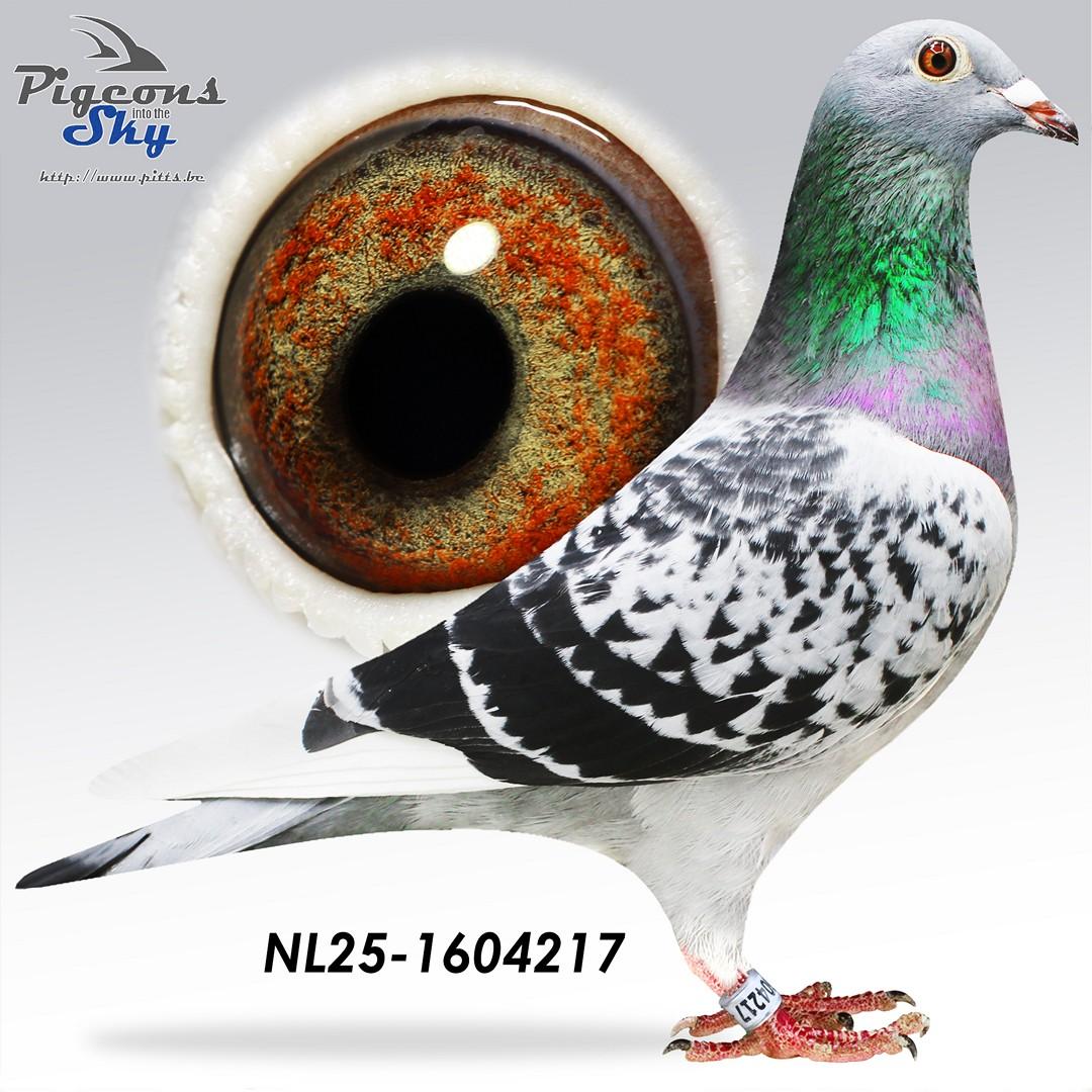 Zoon Benny Batman x Dochter 44° INat Perpignan 