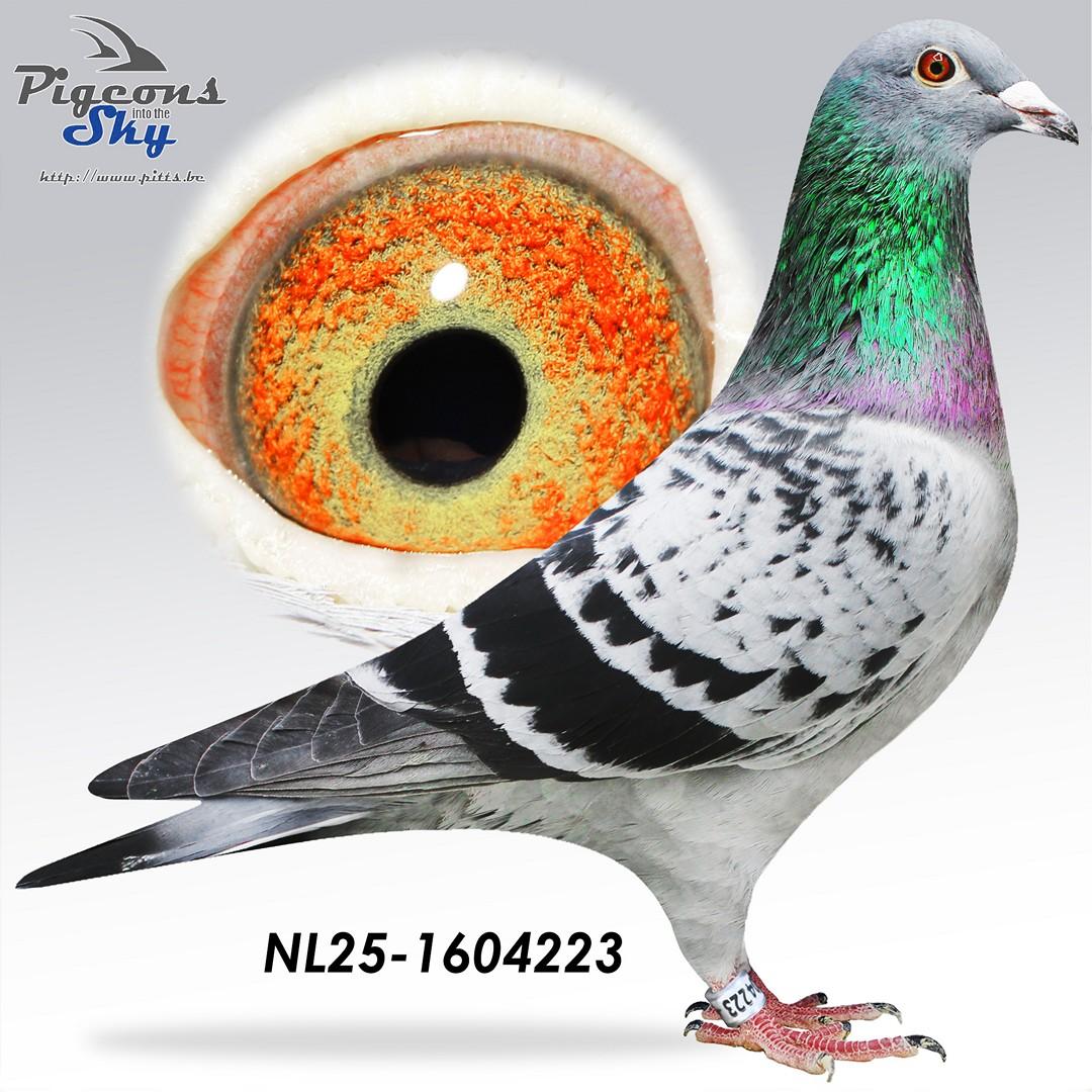 Kleinzoon 1° Nat Marseille x Dochter Elza 