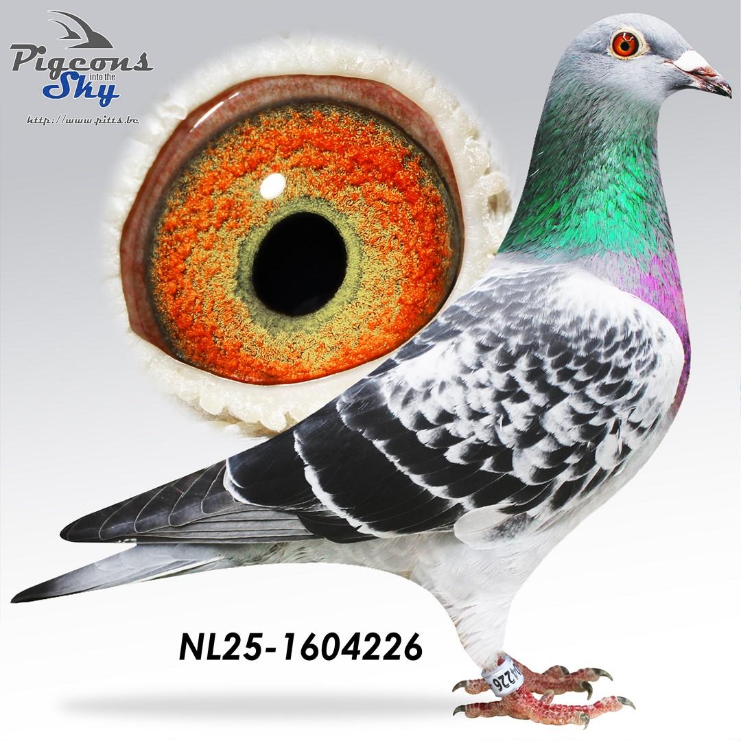 Zoon stamkoppel x Dochter Benny Batman 