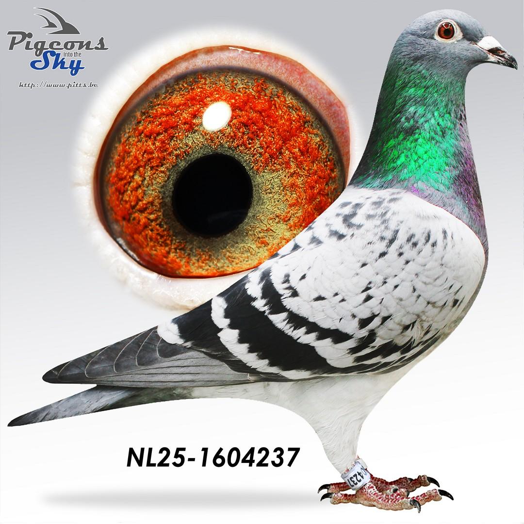 Zoon Goede Jaarling x Moeder 2° Nat Agen 