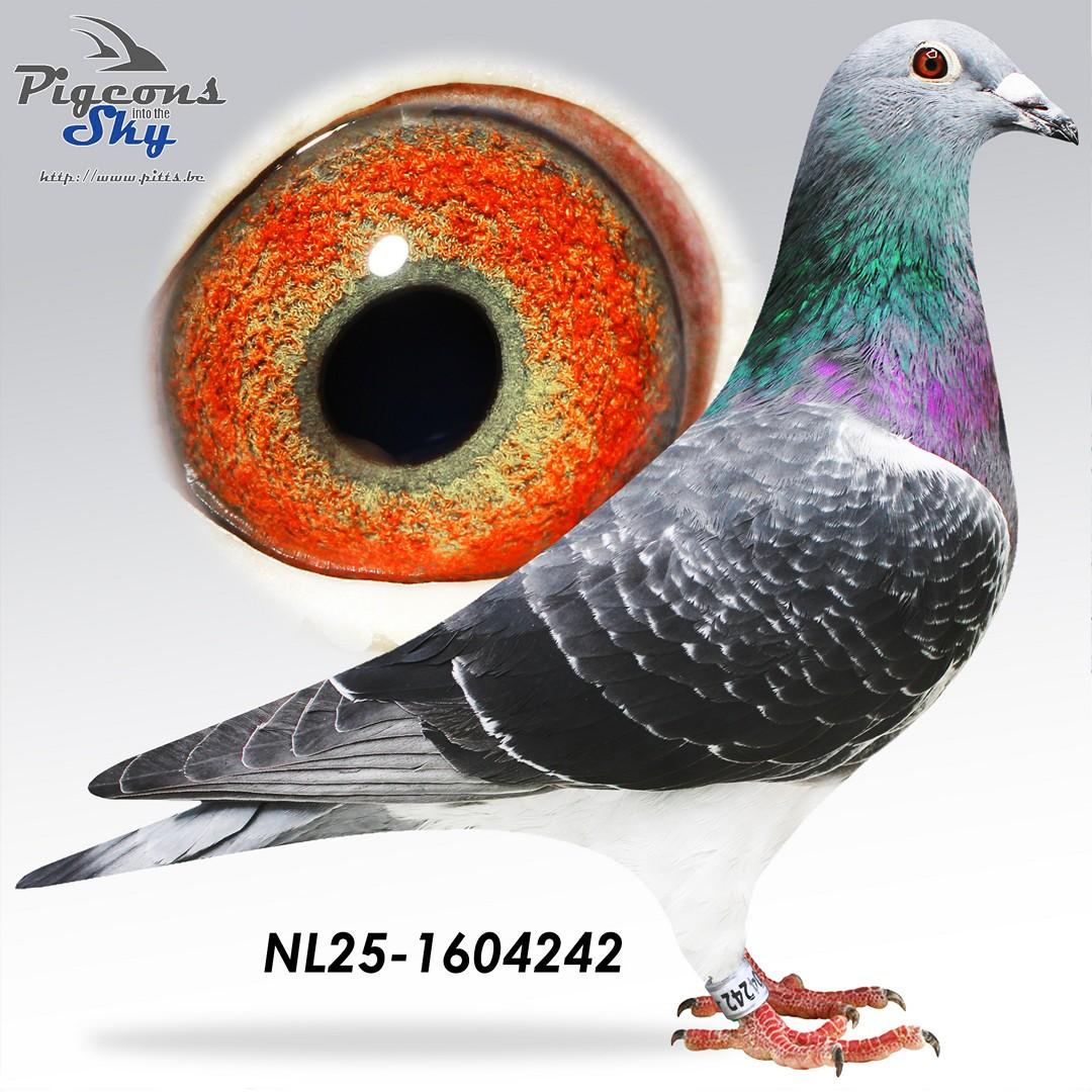 Goede Jaarling x Dochter Zoon Miss Mistral 