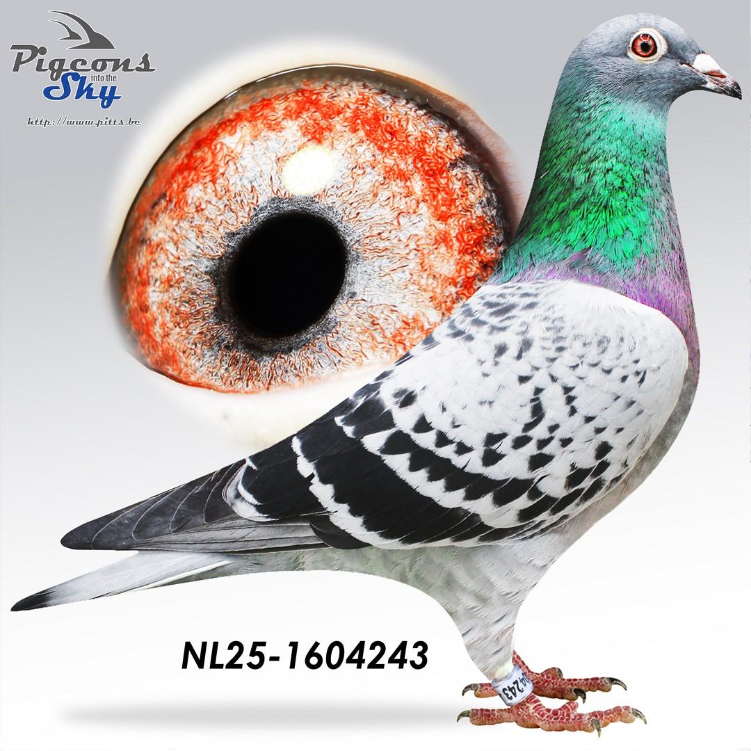 Kleinzoon Elza x Dochter stamkoppel 