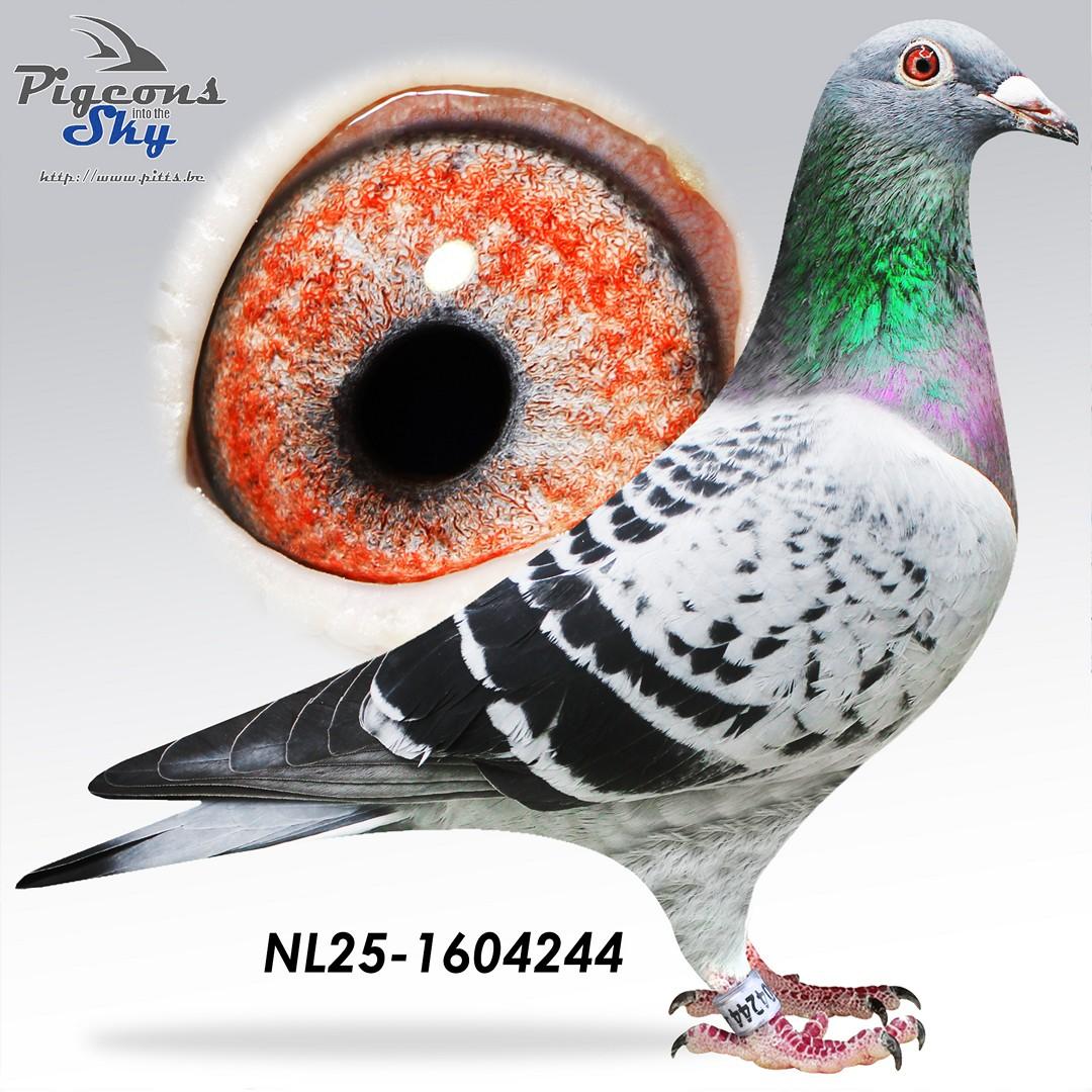 Kleinzoon Elza x Dochter stamkoppel 