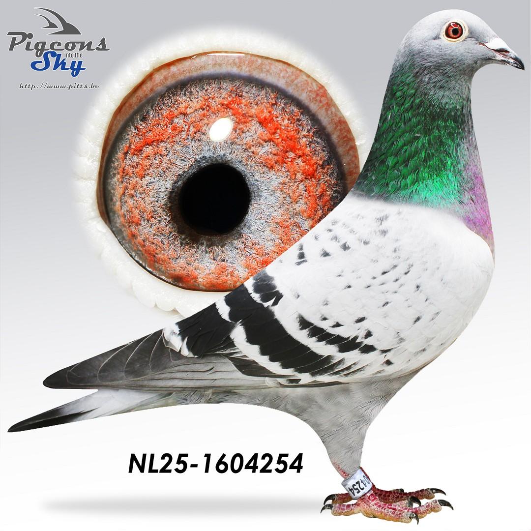 Zoon Perpignan x Dochter Moeder Overste 