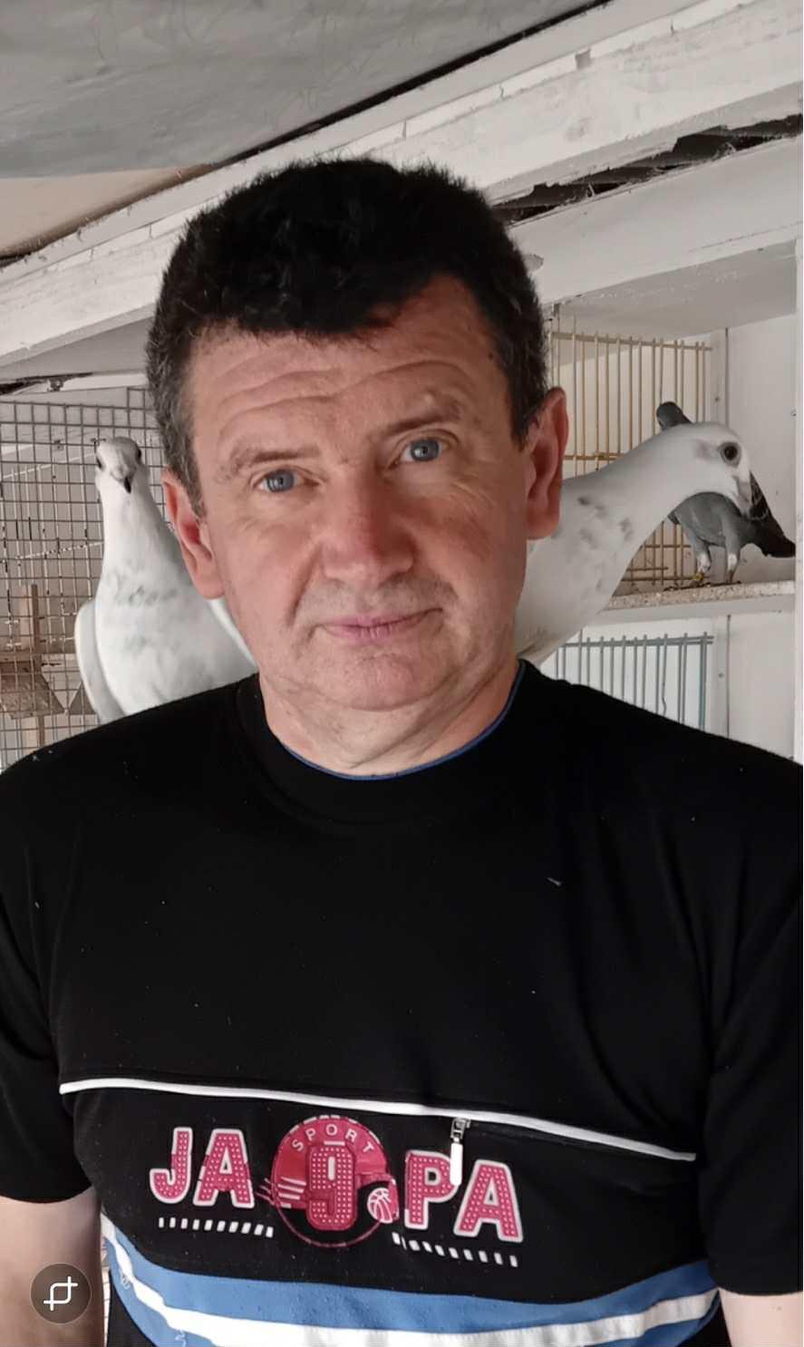 Evenepoel Dirk (Lennik) jonge duif maart