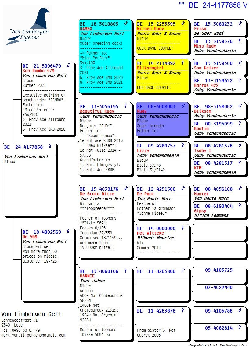 pedigree Kleindochter stamdoffer RAMBO - Dochter topduivin '569'