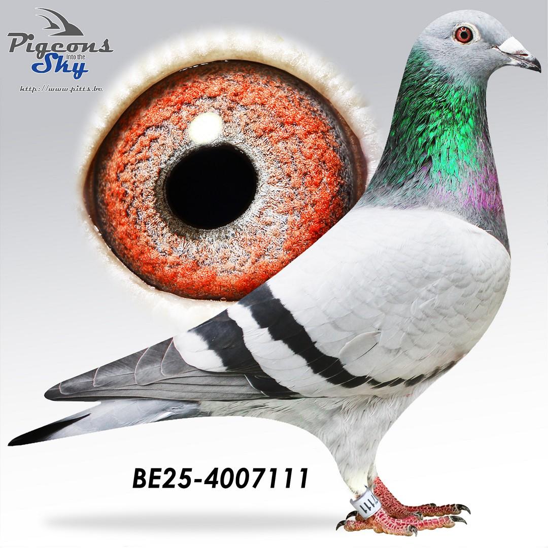 079 Ebben AB-gen x Lucky Duivin AB-gen 