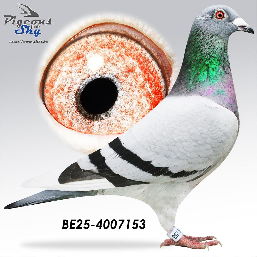 Gekwetste Ebben x Witje 