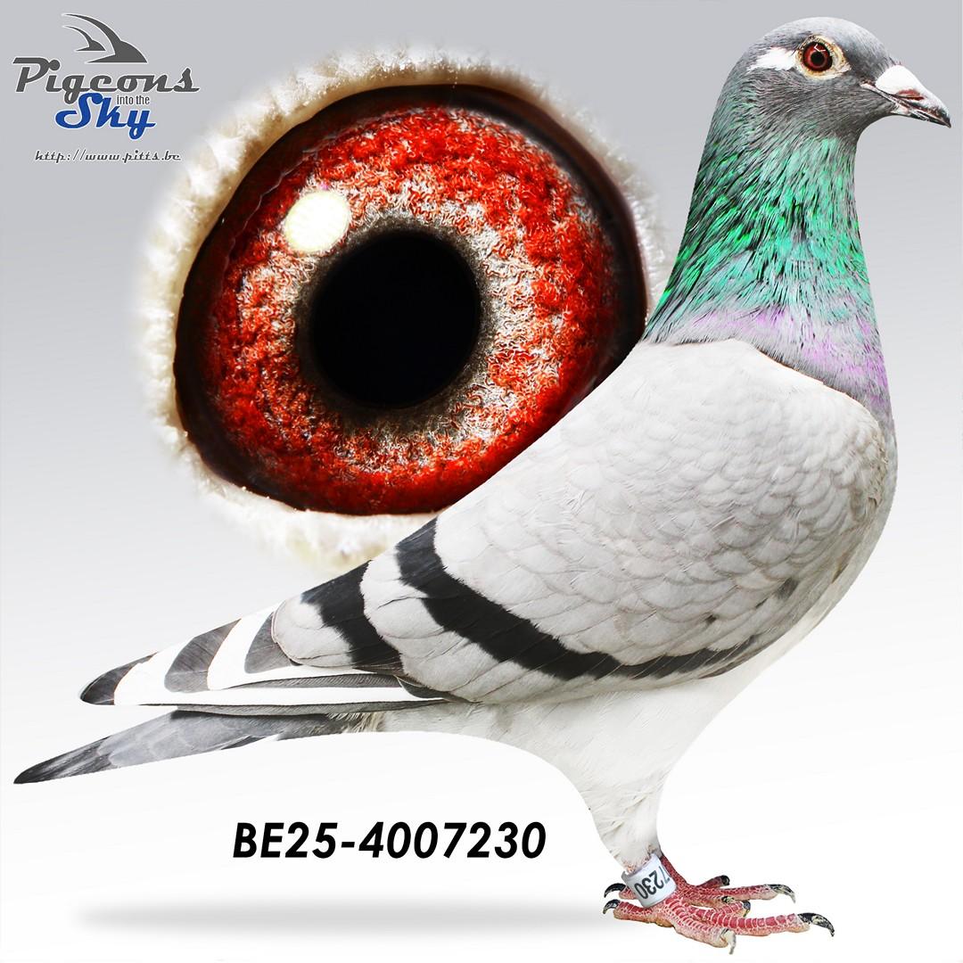 Kleindochter stammoeder Van Kerckvoorde