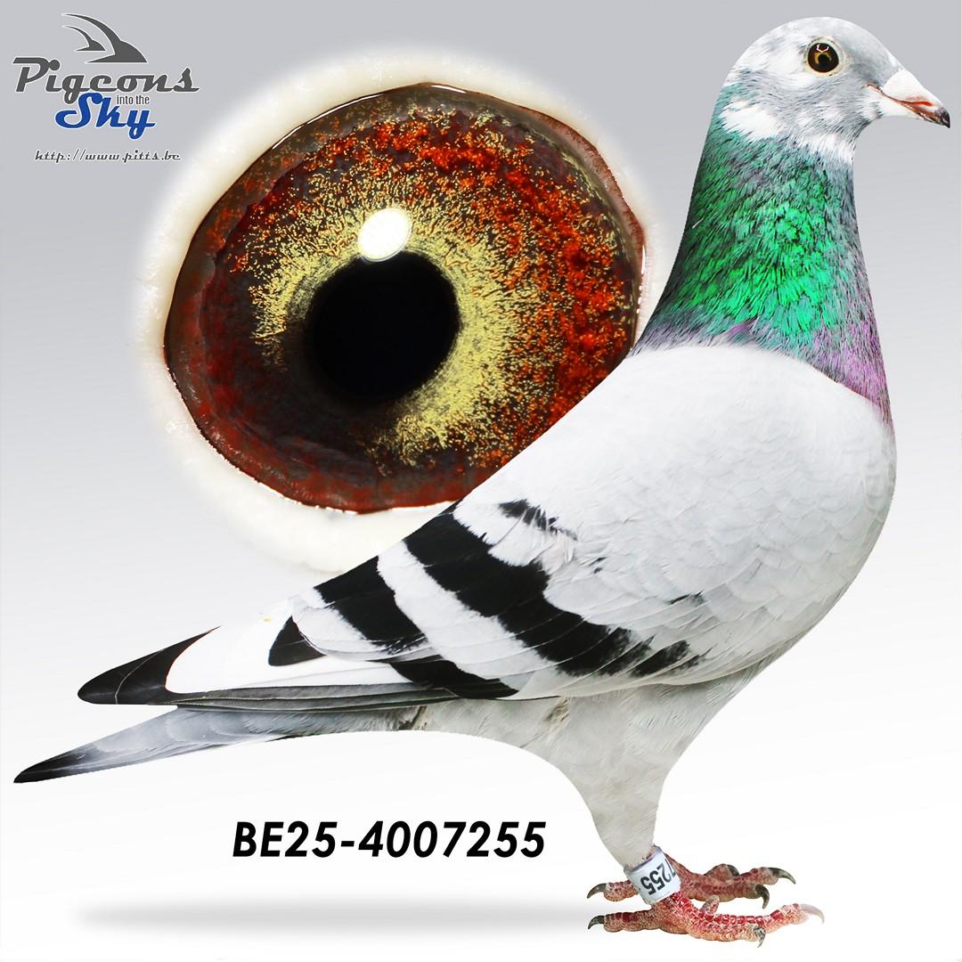 Frulle x Dochter Marmere Abbeel 