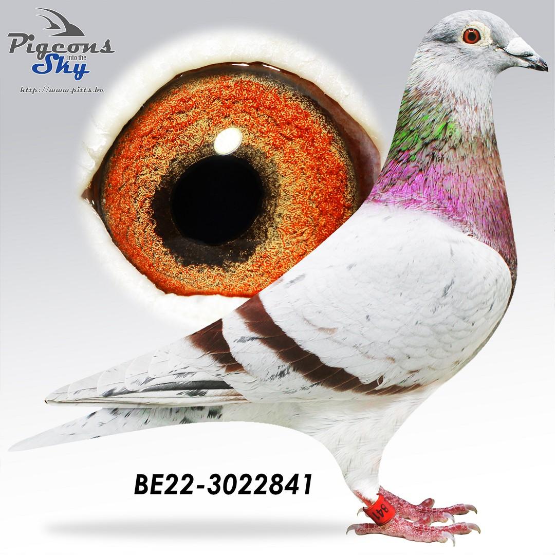 Zoon Ludo – 1° Nat Jarnac 