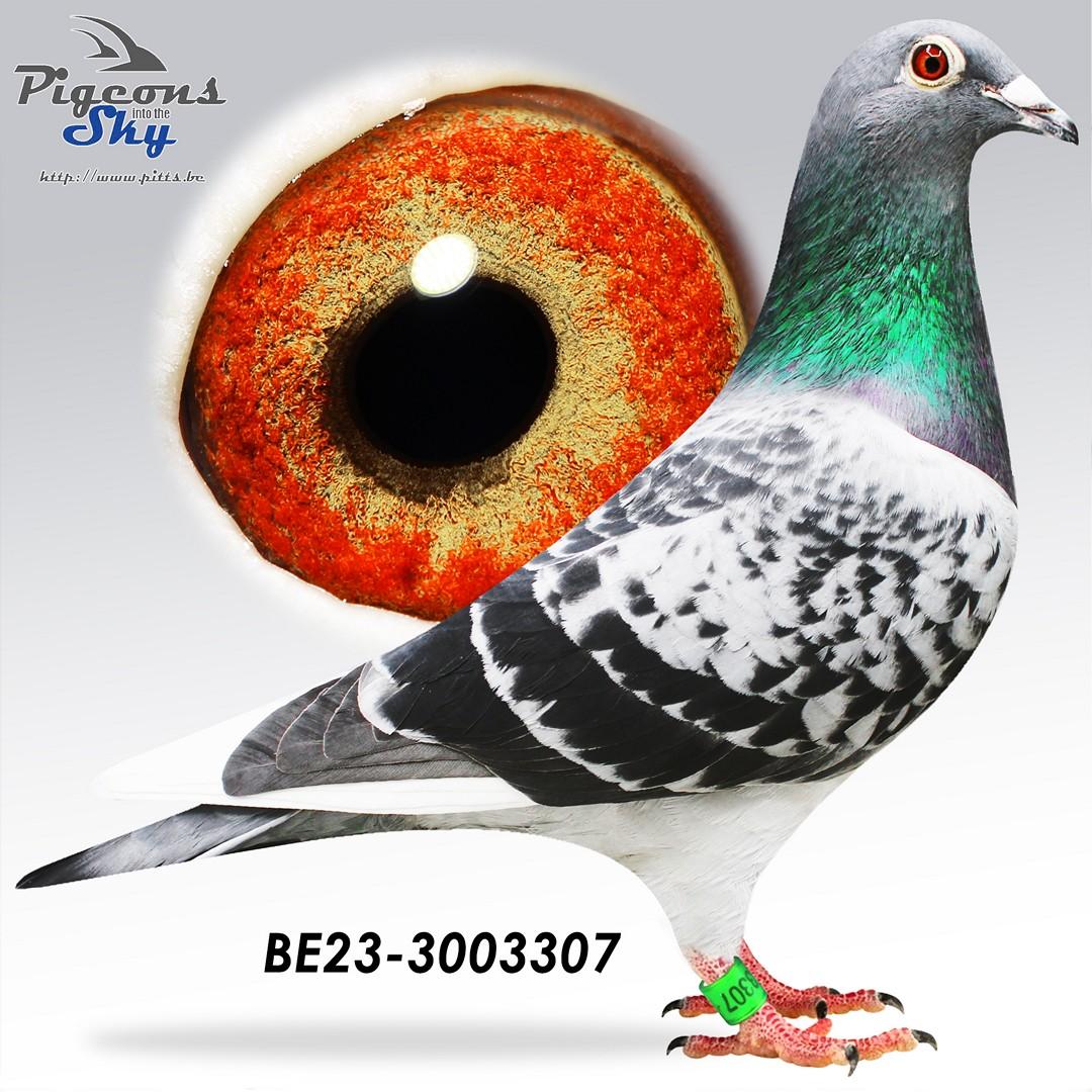 Kleindochter Ludo – 1° Nat Jarnac 