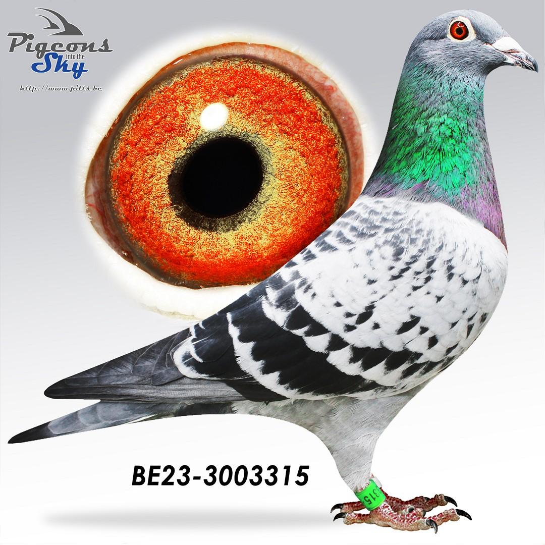 Zoon Ludo – 1° Nat Jarnac 