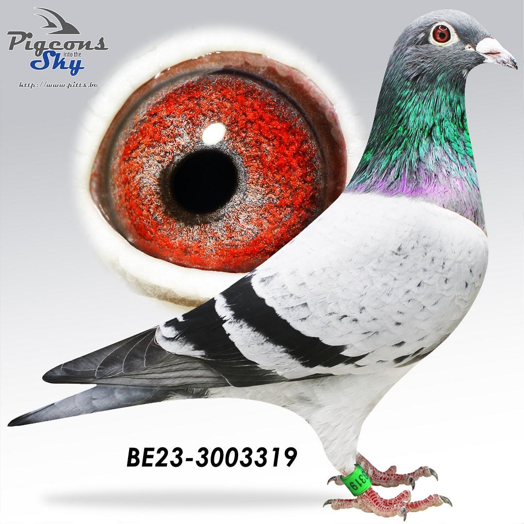 Zoon Laval x Zus Monsere 