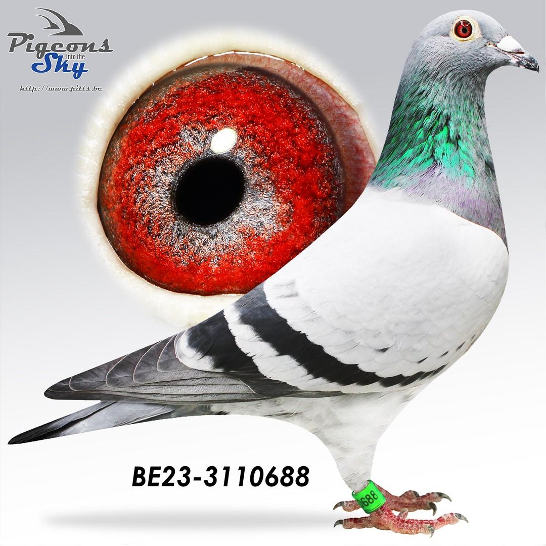 Dochter Dream Boy – 15° Nat Valence 