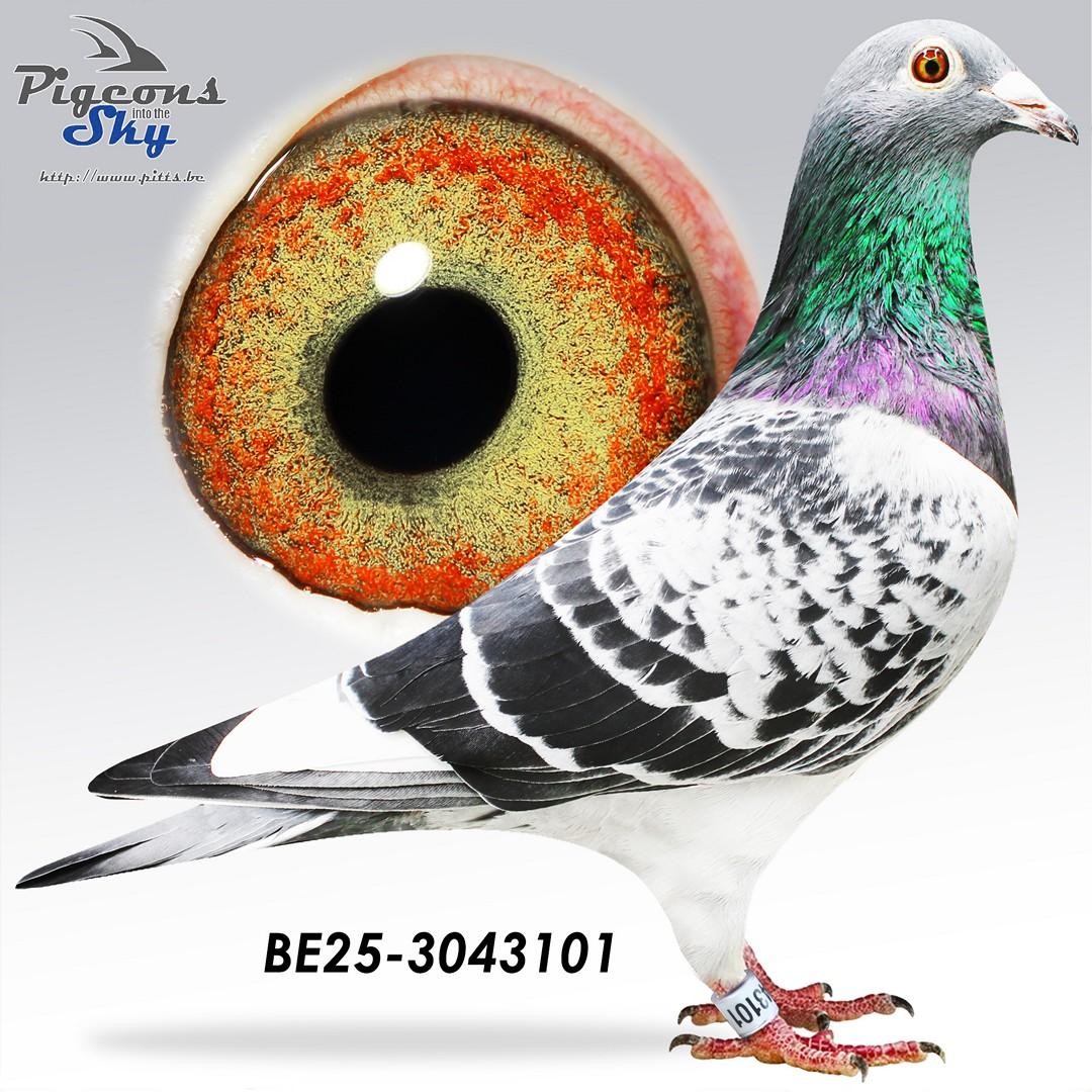 Halfbroer 1° Nat Agen 