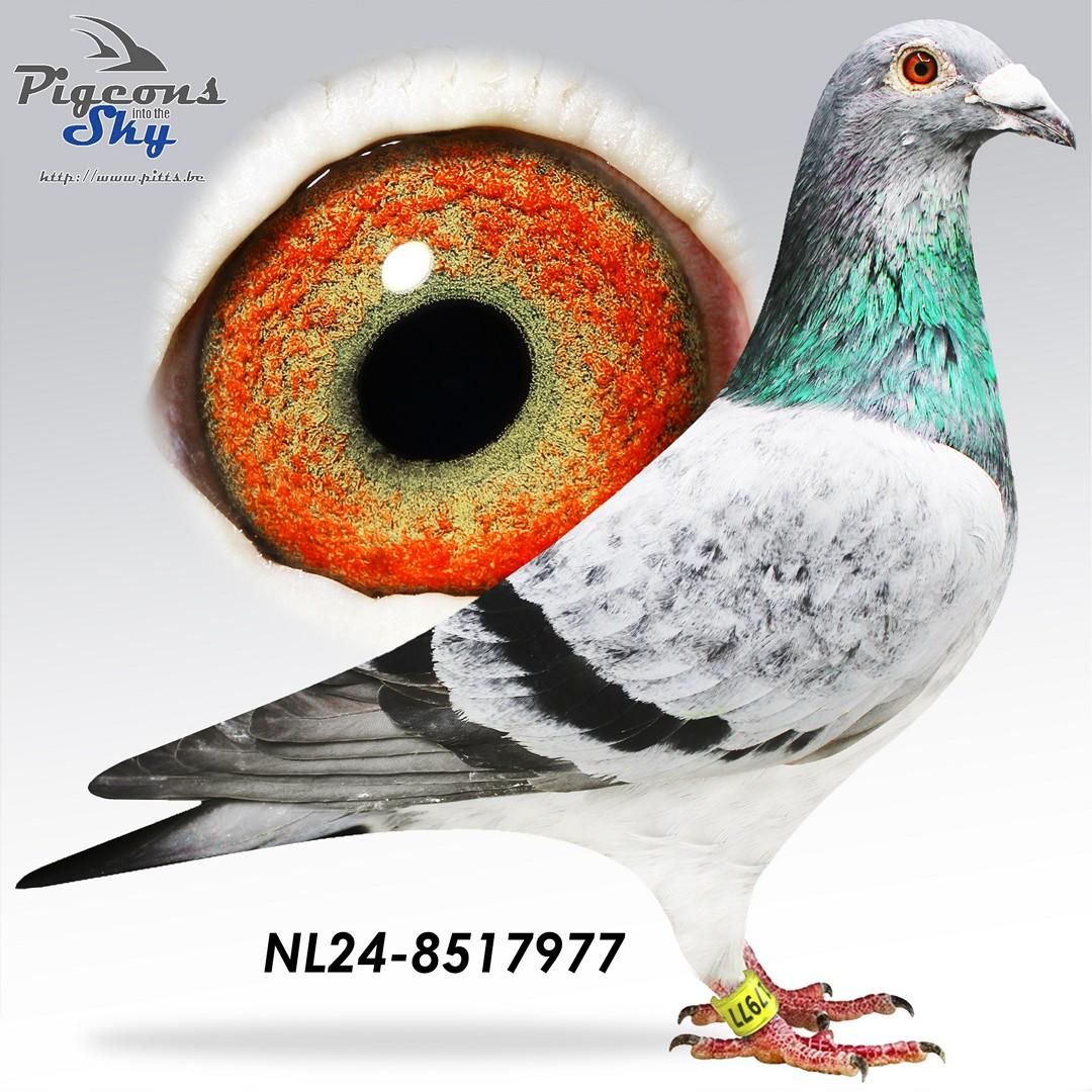 Son Mechant BK x Grizzle BK Porsche 