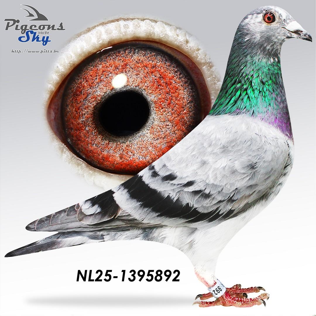 Zoon Beauty Sagan x Kleindochter Kittel 