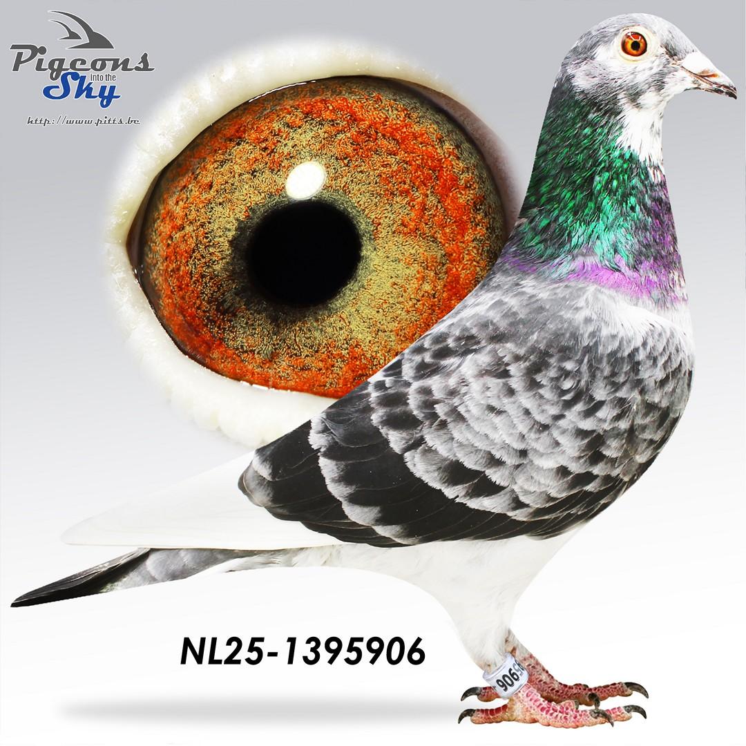 Kleinzoon Best Kittel x Schimmeltje-Supertje 