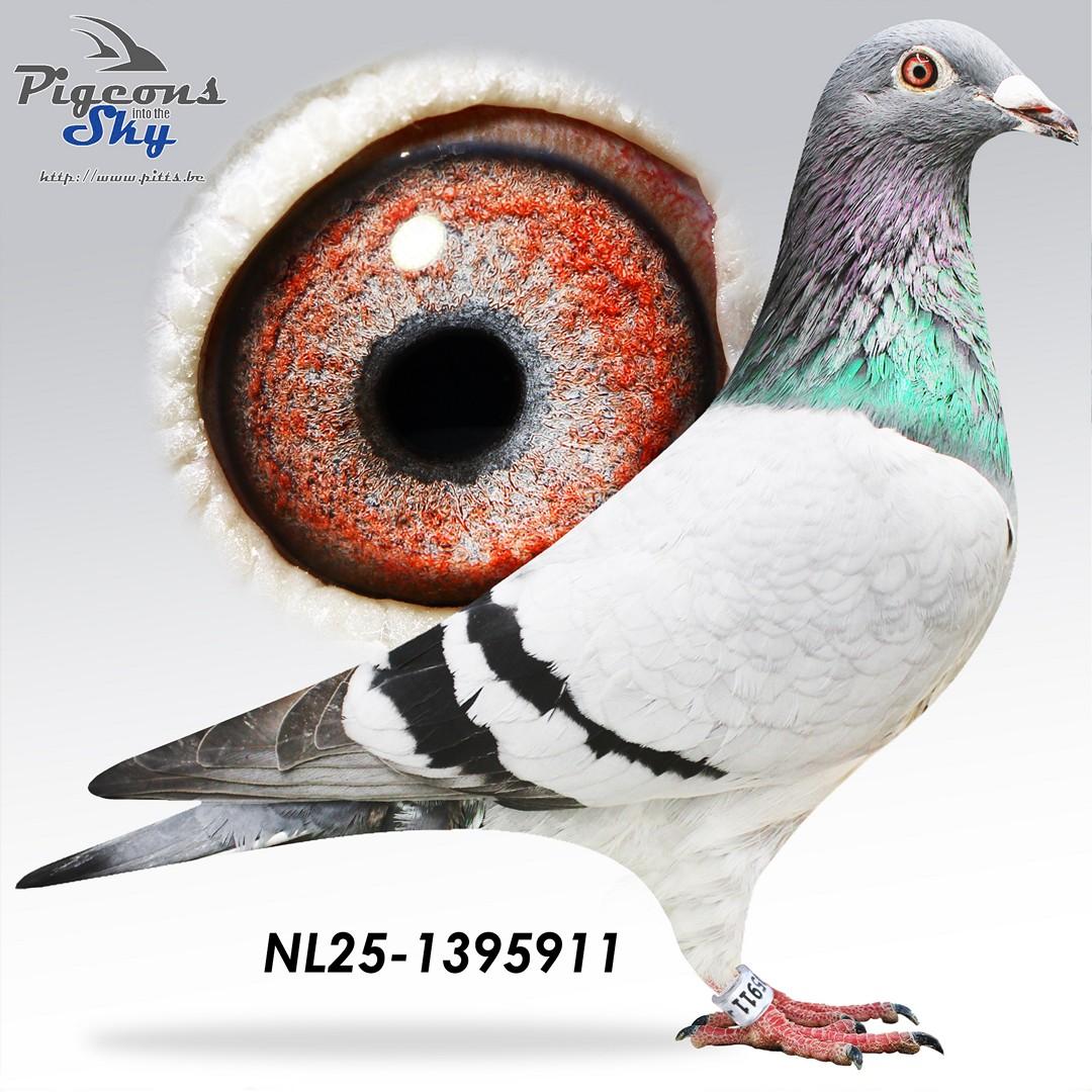 Rocket Grijs x Ace Blue Crack 