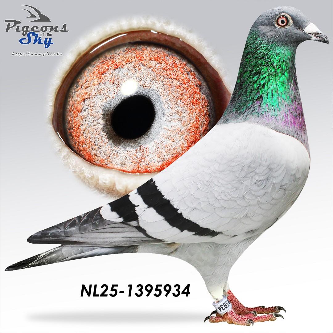 Beauty Nole x Young Breed Star 