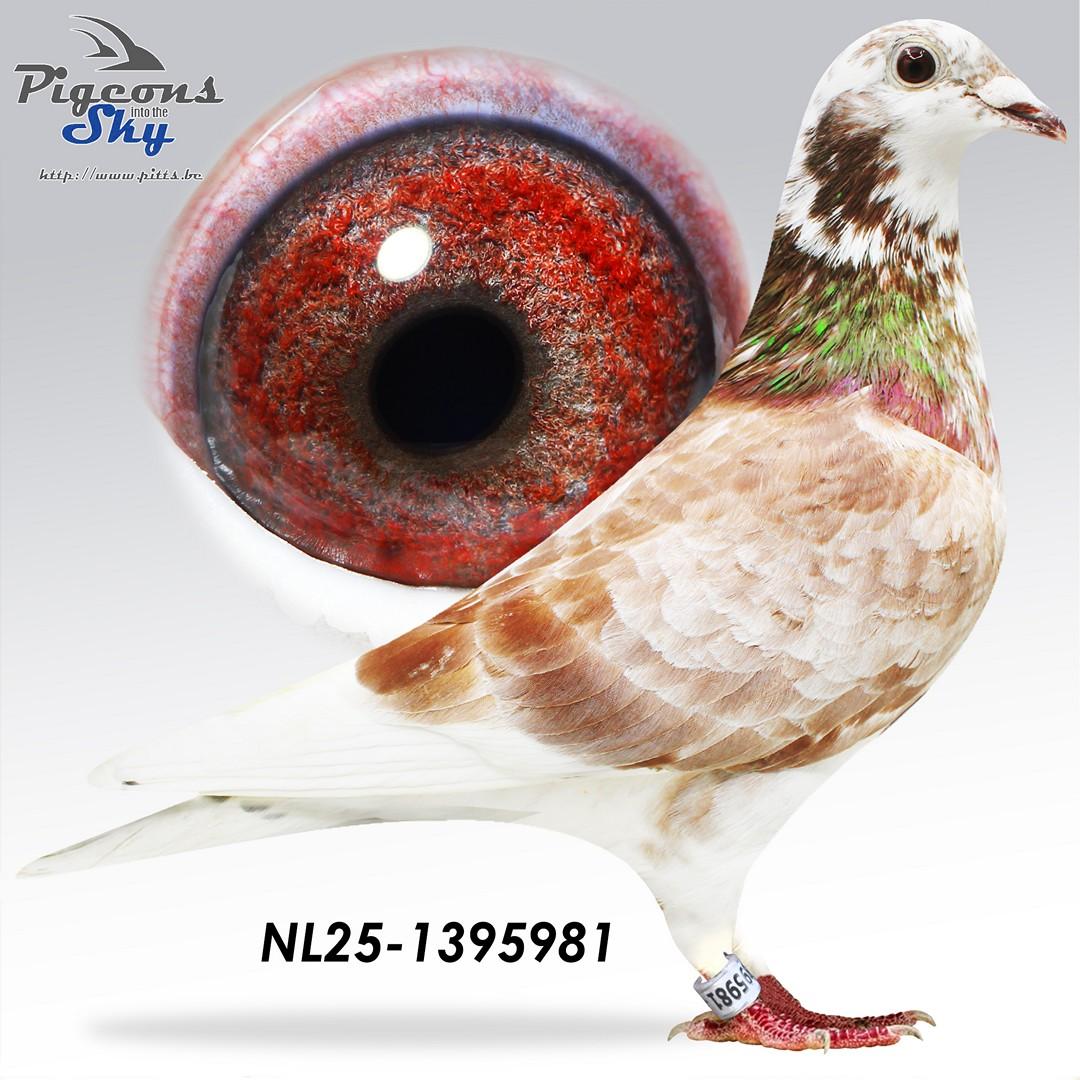 Red Mechant x Dochtert inteelt Best Kittel 