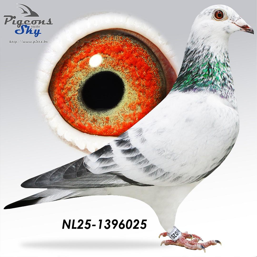 Kleinzoon Best Kittel x Kleindochter Mechant Best Kittel 