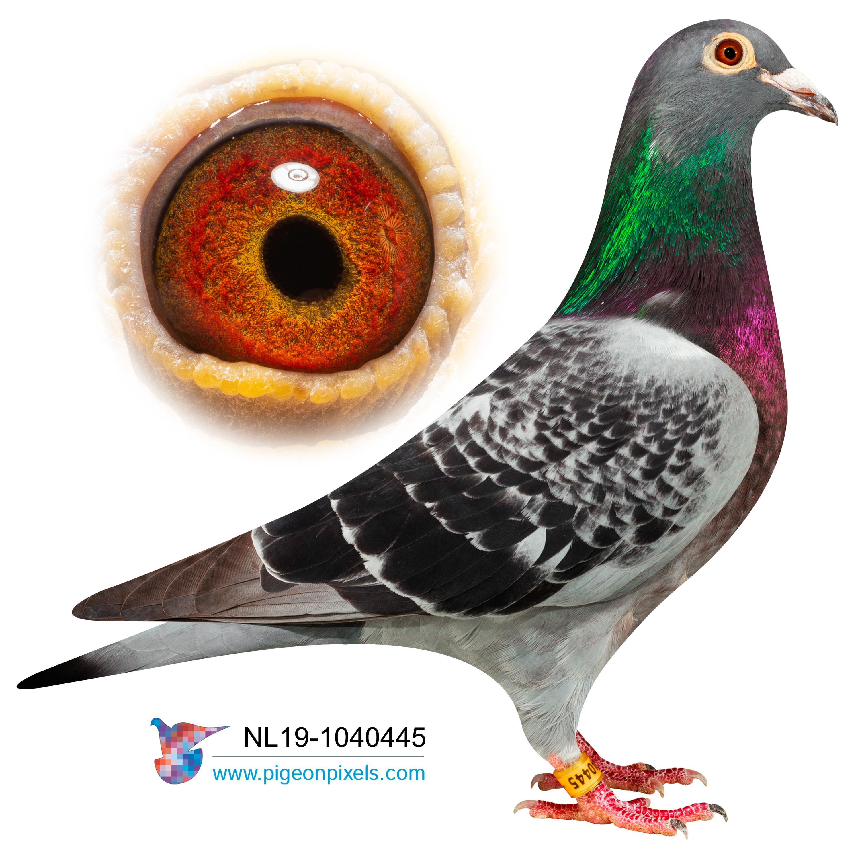 Don Michel Alike x Nicegirl - Familie