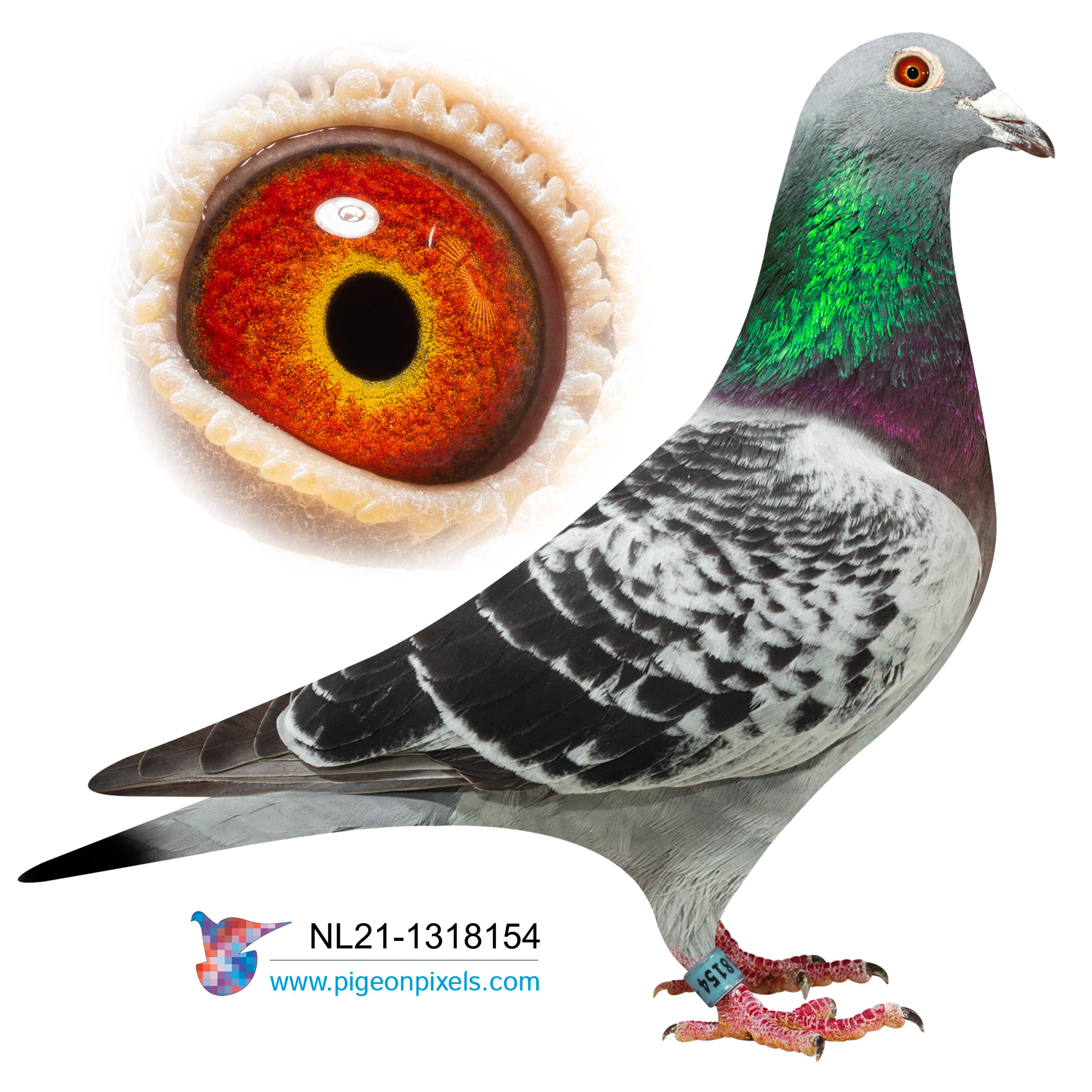 Don Michel Alike x Nicegirl - Familie