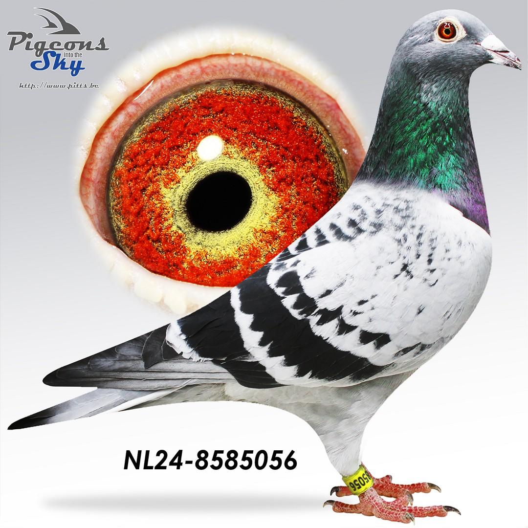 Zoon 616/19 x Dochter 724/18