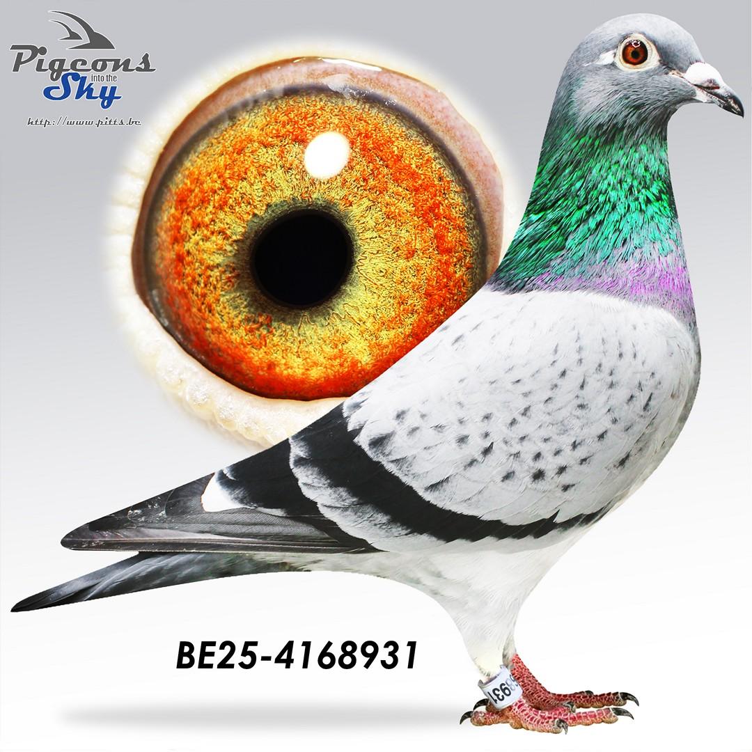 Volle broer vader 1° Nat Argenton x Lijn Porsche 911 