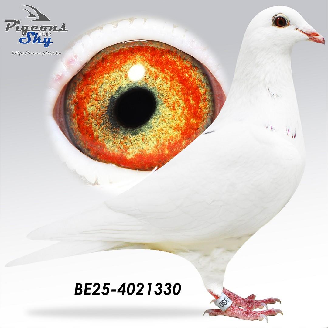 Kleinzoon Meeuwke 12 x White Beauty