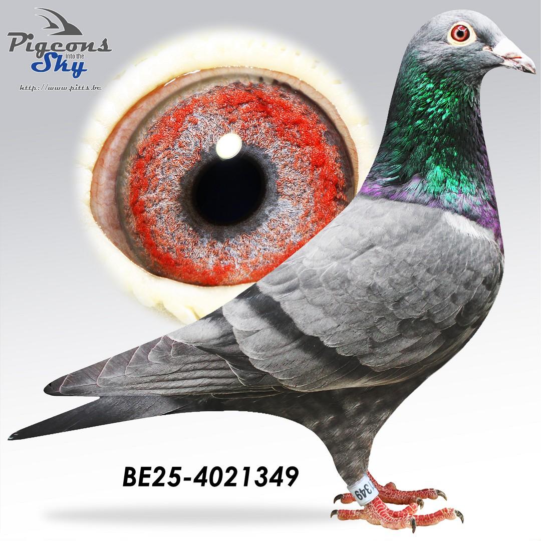 Black Beauty x Zwart Fientje