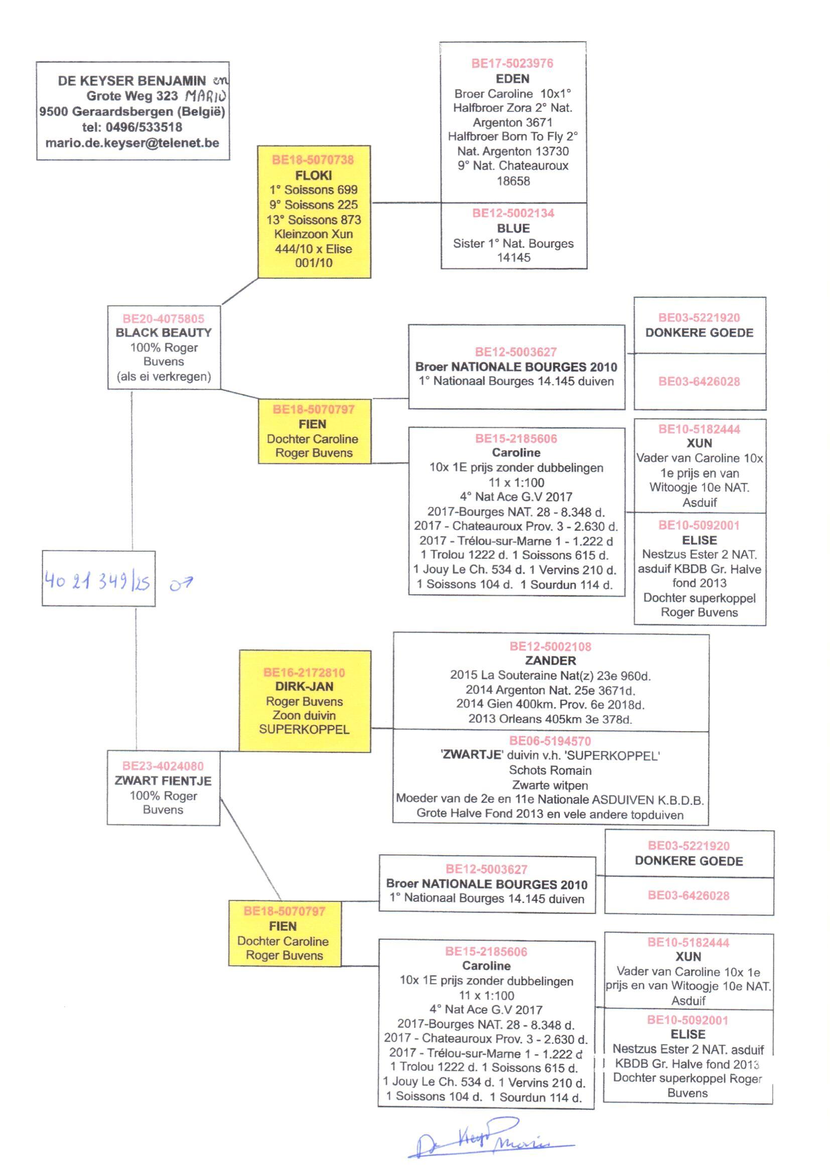 pedigree Black Beauty x Zwart Fientje