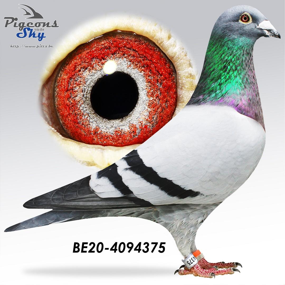 De 375, Lijn Sagan 1e Nationale Asduif Snelheid (Patrick Boeckx)