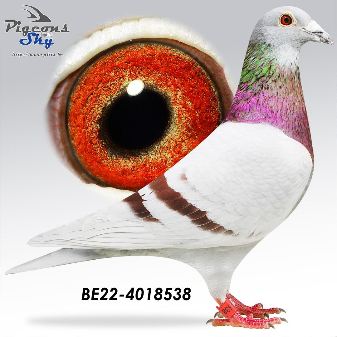 Halfzus 6. Prov Asduif Kleine Hafo