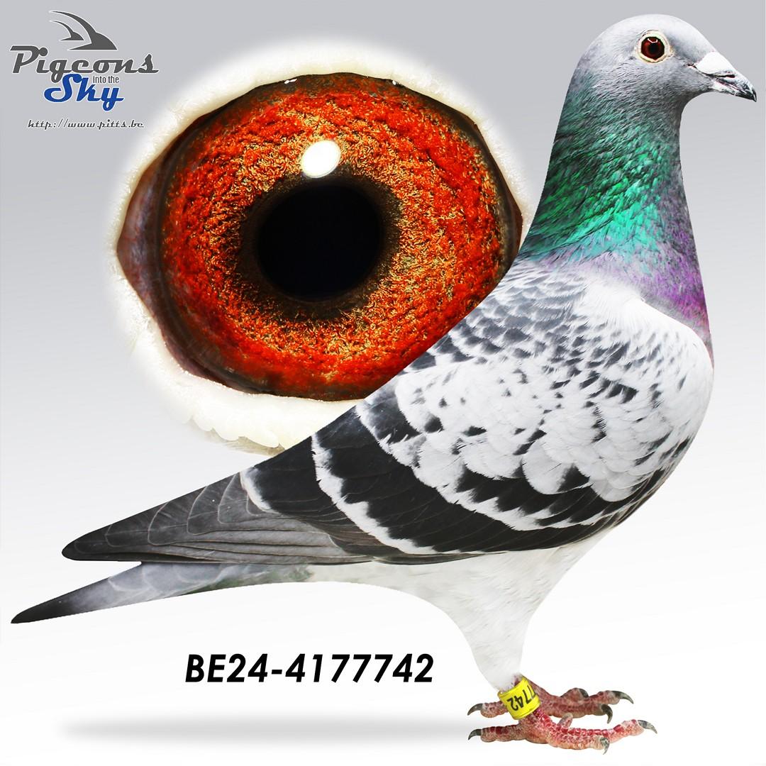 Dochter LUNA 6x1e & 10. Prov As - Uit kleinzoon FINN