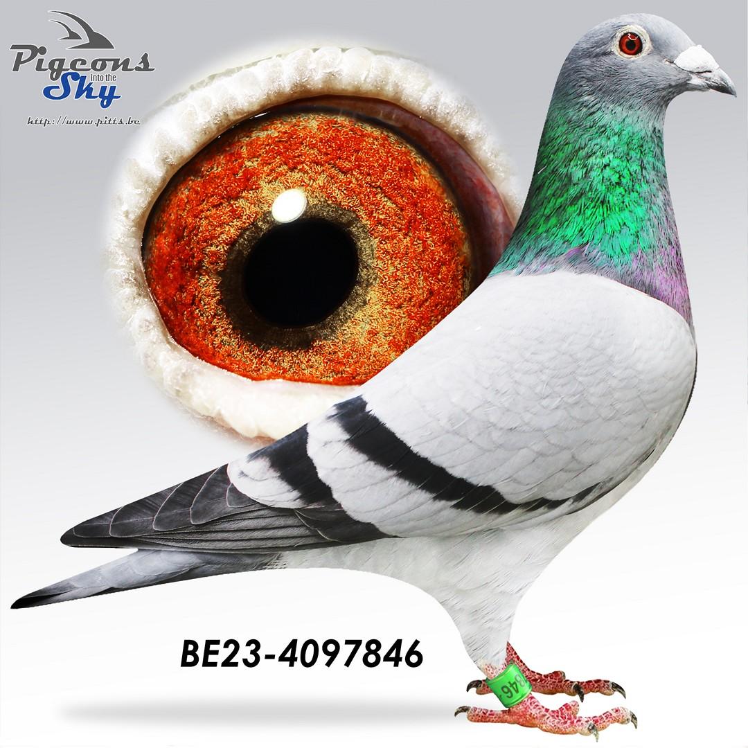 De 846 - 29. Nat Z Poitiers - Kleindochter stamduivin PIRAAT