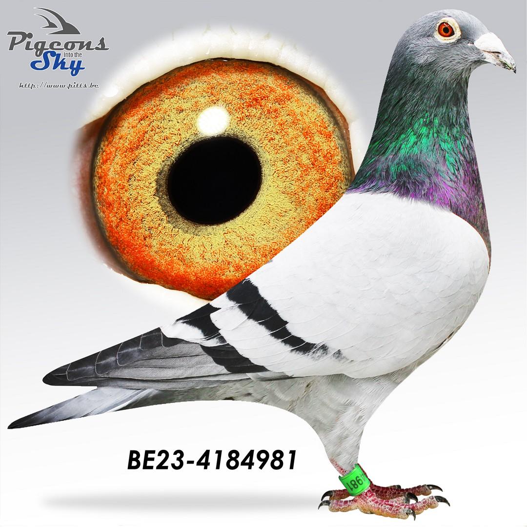 Kleinzoon RAF: 1. Nat Brive (Tom Van Gaver)