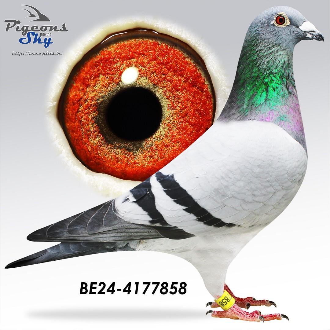 Kleindochter stamdoffer RAMBO - Dochter topduivin '569'