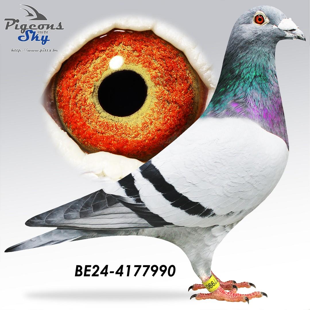 Zoon 8. Prov Blois - Halfbroer topduivin 'De 496'