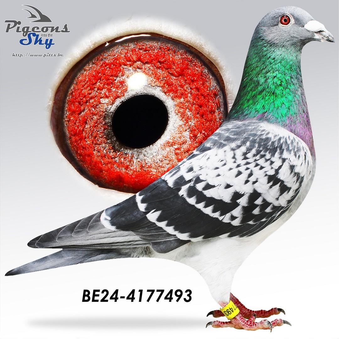 All Legends 493 - TOPAANBIEDING! - Kleinzoon FINN