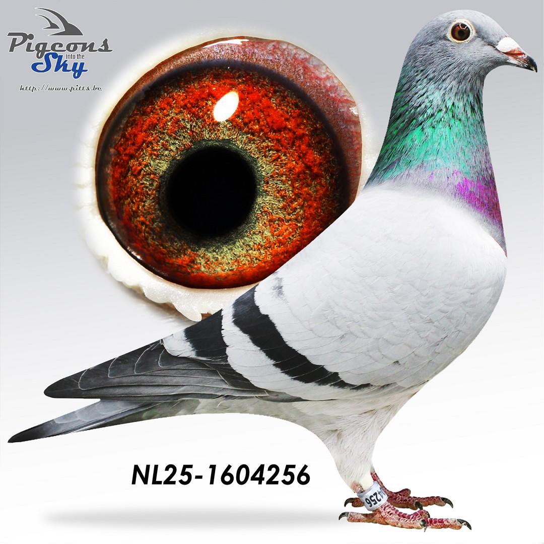 Zoon Mistral x Dochter Moeder Overste 