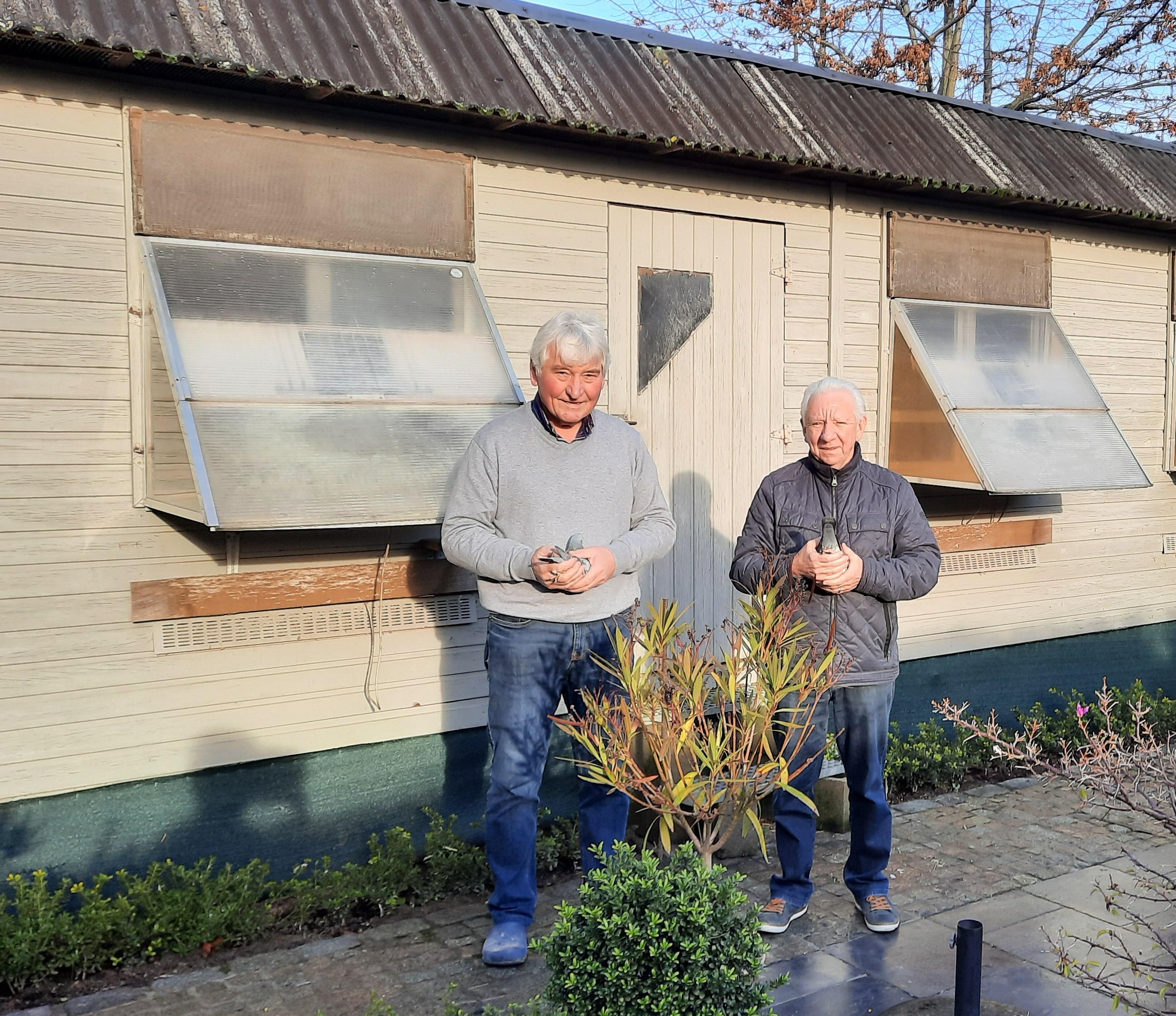 De Jaerme B-Casteur: Schenken een jonge duif O.A.