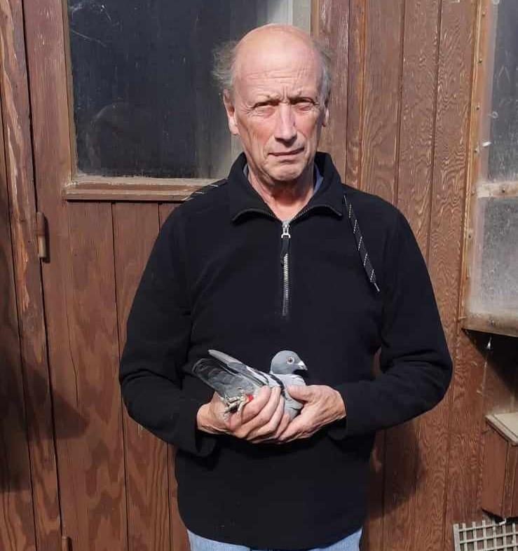 Malfait Ivan: schenkt een jonge duif T.P.